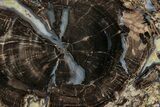 Petrified Wood (Schinoxylon) Round - Blue Forest, Wyoming #335002-1